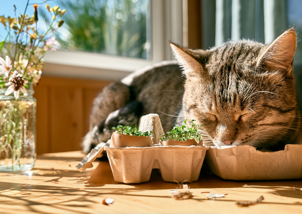 Why Do Cats Eat Cat Litter? Safety of Tofu Cat Litter and Tips for Proper Storage