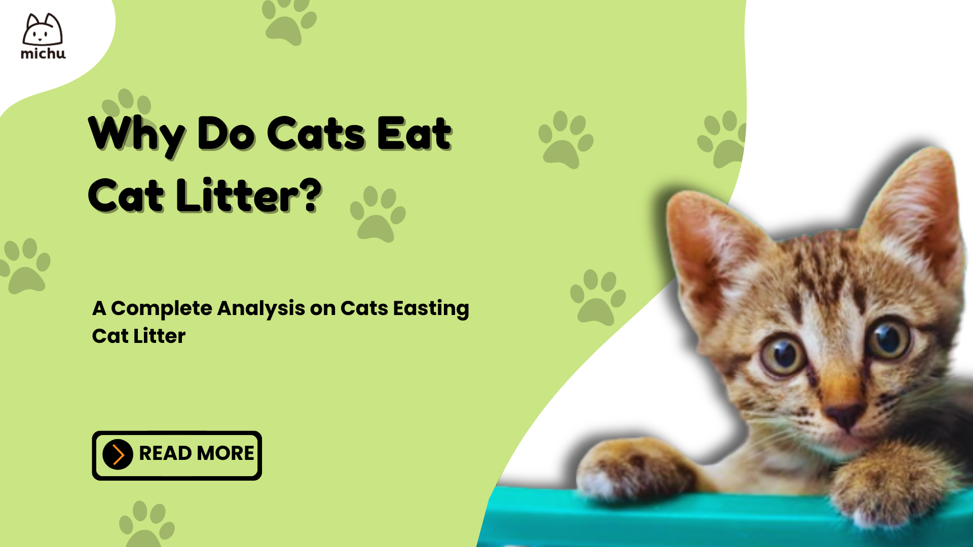 Cat is eating litter best sale