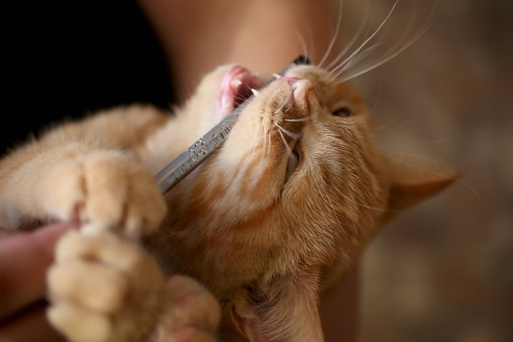 How to Stop Your Cat from Biting: Tips and Tricks