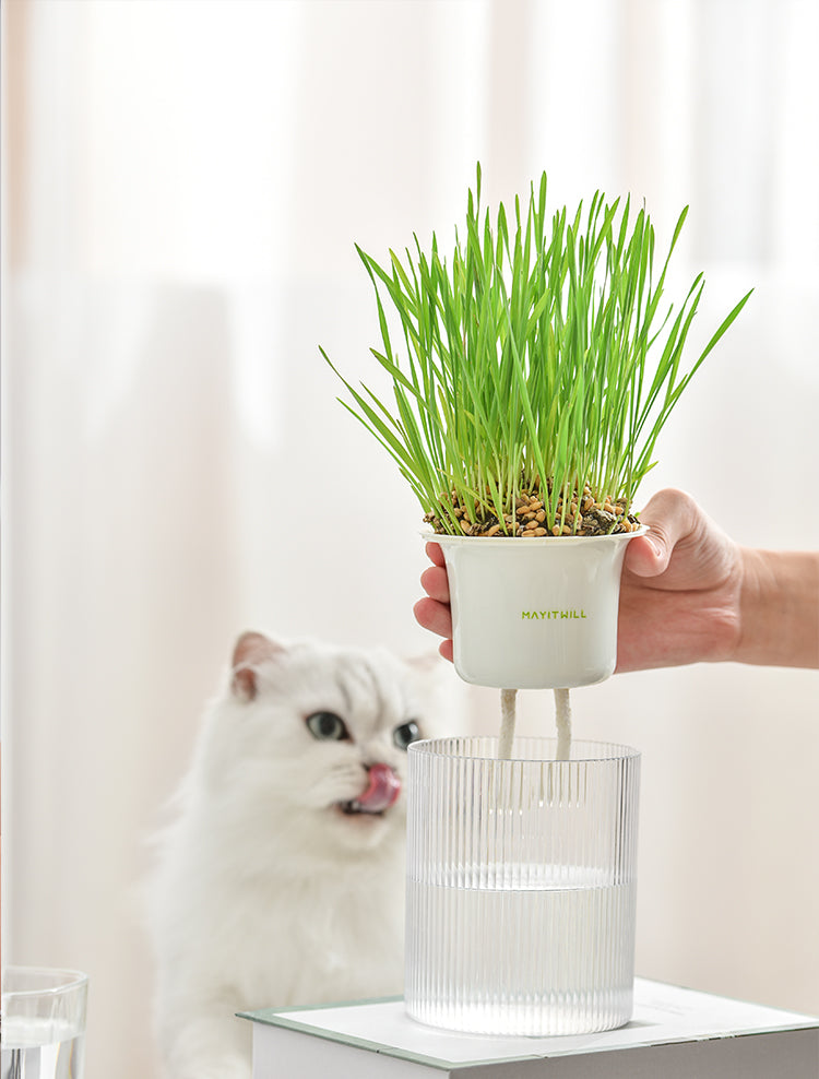 Why would cat need eating grass