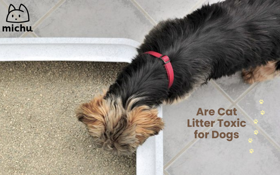 Are Cat Litter Crystals Dangerous Dog Health Alert