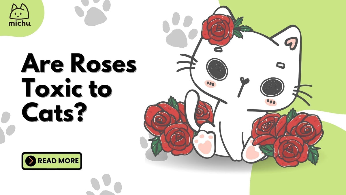 Are Roses Toxic to Cats? No, But They’re Not Harmless – MichuPet