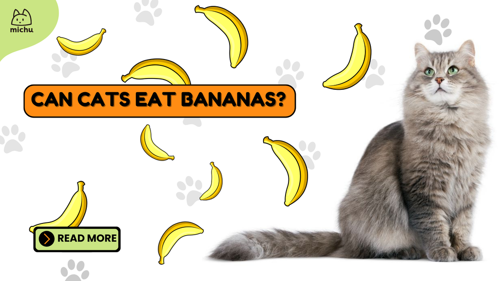 Image Showing Can Cats Eat Bananas