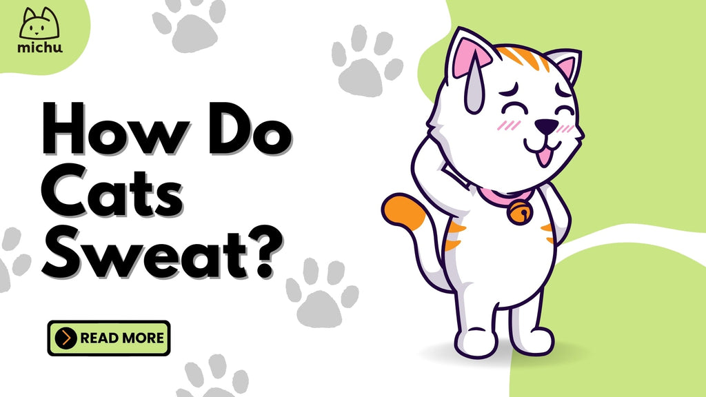 Do Cats Sweat Simple Facts About Feline Cooling MichuPet Do cats sweat simple facts about feline cooling michupet