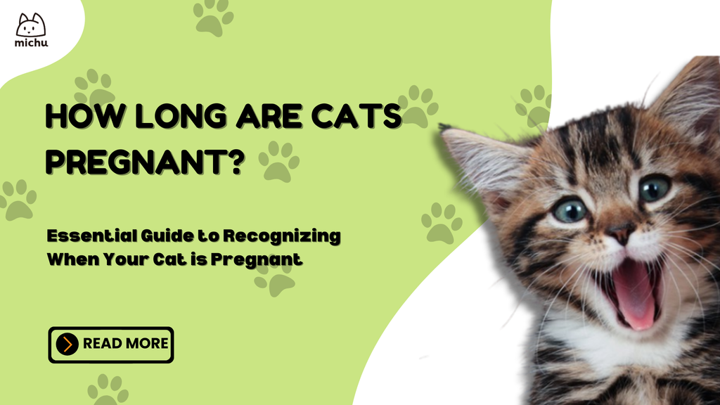 How Long Are Cats Pregnant? Essential Guide to Recognizing When Your Cat is Pregnant