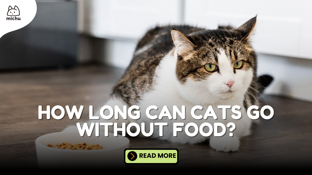 Cat sitting near a food bowl on a wooden floor with text 'How Long Can Cats Go Without Food?' and a 'Read More' button for feline nutrition guidance.