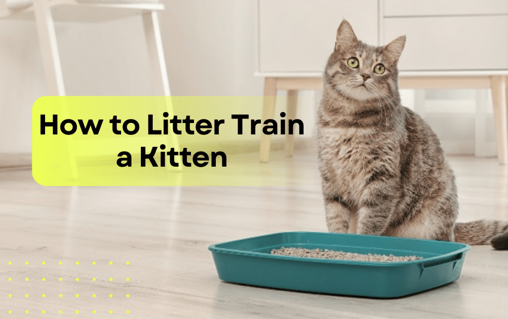 How to Litter Train a Kittens? Complete Guide for New Cat Owners 
