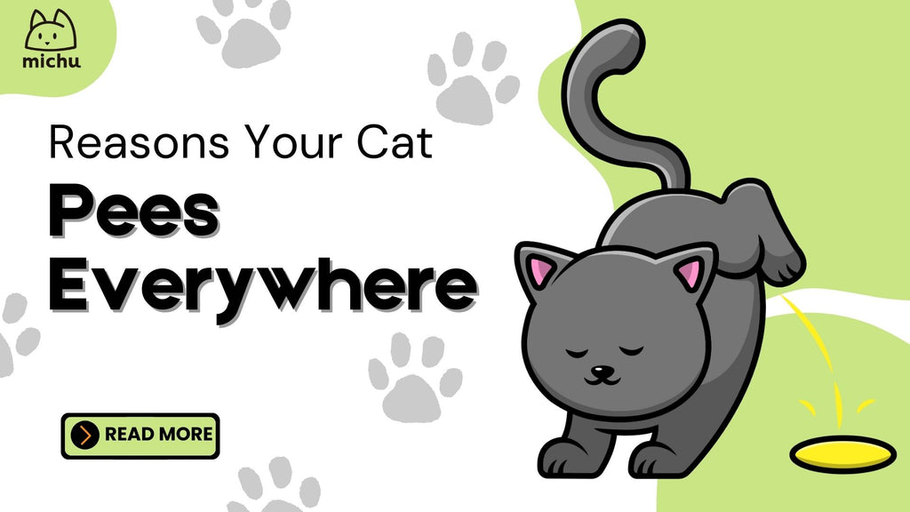 Illustration of a grey cat peeing with text 'Reasons Your Cat Pees Everywhere' on a green and white background, featuring paw prints and a 'Read More' button.