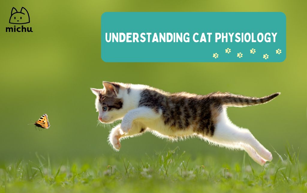 Learn More about Cat Physiology