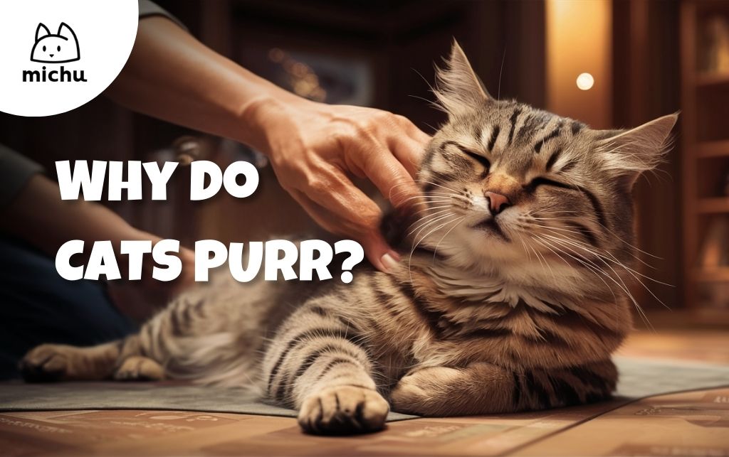 Learn more about why do cat purr and how?