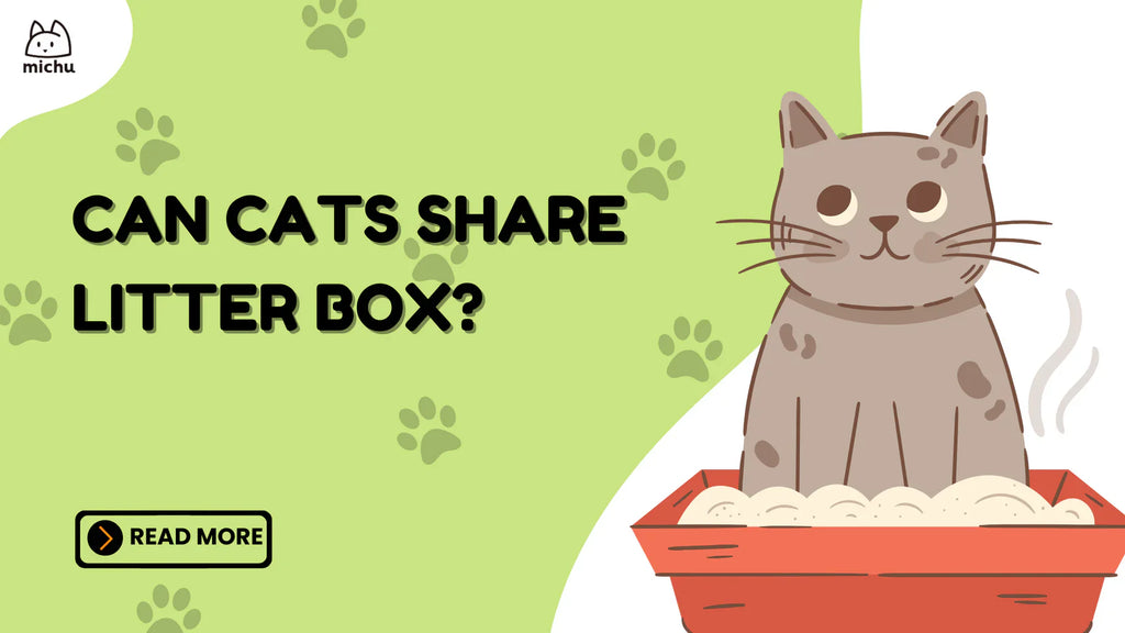 Can Cats Share A Litter Box