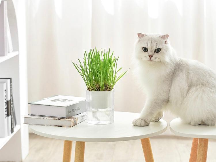 Does My Cat Need Cat Grass? - MichuPet